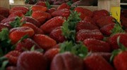 Πειραιάς: Δέσμευσαν 1.530 κιλά ακατάλληλες φράουλες