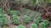 Ιεράπετρα: Συλλήψεις για καλλιέργεια δενδρυλλίων κάνναβης