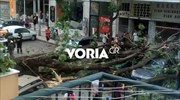 Θεσσαλονίκη: Φθορές σε Ι.Χ. από πτώση δέντρου