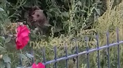 Φλώρινα: Καταφύγιο σε αυλή σπιτιού βρήκε αρκούδα με τα μικρά της