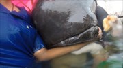 Ταϊλάνδη: Φάλαινα πέθανε, αφού κατάπιε 80 πλαστικές σακούλες