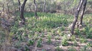 Φυτεία με 1.700 δενδρύλλια κάνναβης εντοπίστηκε στην Ιεράπετρα
