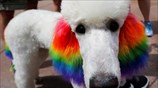 Τετράποδος υποστηρικτής του Gay Pride