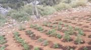 Ρέθυμνο: Πάνω από 3.000 δενδρύλλια κάνναβης εντοπίστηκαν στον Μυλοπόταμο