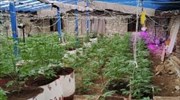 Κρήτη: Στο φως θερμοκήπιο με χιλιάδες δενδρύλλια χασίς