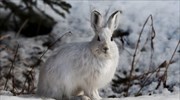 Καναδάς: Ίχνη τοξικών χημικών ουσιών σε γούνες ζώων δεκαετίες μετά το κλείσιμο ορυχείου