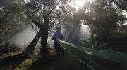 Ρωσικοί «ύμνοι» για τις ελιές και το λάδι της Χαλκιδικής