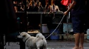 Νότια Κορέα: Δικαστήριο έκρινε παράνομη τη σφαγή σκύλων για το κρέας τους