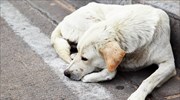 Φθιώτιδα: Δήμαρχος κατηγορείται για δηλητηριάσεις σκύλων