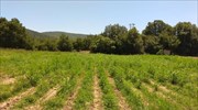 Καρδίτσα: Στο φως η μεγαλύτερη στην Ελλάδα φυτεία χασίς