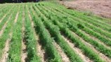 Οπτικό υλικό από φυτεία 10.500 δενδρυλλίων κάνναβης