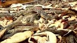Ινδονησία: Σκότωσαν 300 κροκόδειλους για εκδίκηση