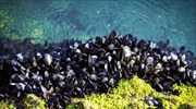 Κεντρική Μακεδονία: Έλεγχοι για διοξίνες σε μύδια κι οστρακοειδή