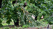 ΕΛΓΑ: Θα αποζημιωθούν οι αγρότες για τις ζημιές από τις καταιγίδες του Ιουνίου