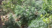 Ρέθυμνο: Εντοπισμός φυτειών με δενδρύλλια κάνναβης - Τρεις συλλήψεις