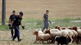 Κτηνοτρόφοι εισβάλλουν στο Tour de France