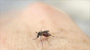Αυστραλία: Πείραμα εξολόθρευσε πάνω από το 80% των κουνουπιών που μεταδίδουν επικίνδυνες νόσους