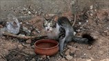 Ζώη μέσα στα συντρίμμια