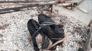 Κεφαλονιά: Σάκους με 51,6 κιλά χασίς βρήκε το Λιμενικό