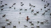 Κολυμπώντας με γλάρους στην Πορτογαλία