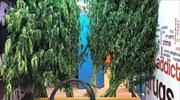 Στο φως φυτείες χασίς σε Λουτράκι-Βαρνάβα