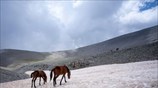 Άγρια άλογα στον Όλυμπο