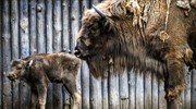 Νεογέννητος βίσονας στον ζωολογικό κήπο του Ντούισμπουργκ