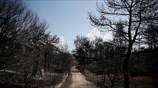 Σχέδιο για την τοξικότητα στο Μάτι εκπονεί ο Ερυθρός Σταυρός