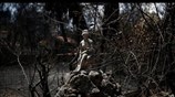 Πυρκαγιά Αν. Αττικής: Στους 95 οι νεκροί