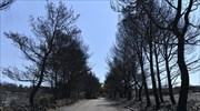 Αμαλιάδα: Επιτήρηση με drone σε καμένες περιοχές