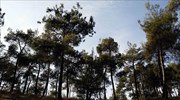 Στο ΦΕΚ η απόφαση για τα εγκαταλελειμμένα ιδιωτικά δάση