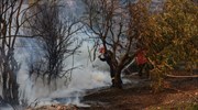 Σε ύφεση η μεγάλη πυρκαγιά στις Ροβιές Εύβοιας