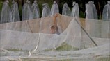 Αγροτικές εργασίες στην Μπανγκόκ