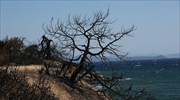 Μυτιλήνη: Έμπρακτη συμπαράσταση στο Μάτι από τουρκική οργάνωση