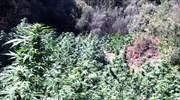Λακωνία: Στο φως φυτεία χασίς, επτά συλλήψεις