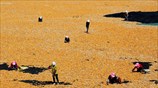 Αγροτικές εργασίες στο Τσανγκγιέ