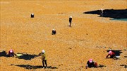 Αγροτικές εργασίες στο Τσανγκγιέ