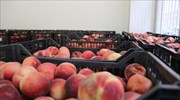 Ευκαιρίες για εξαγωγές ελληνικών φρούτων στην Ιαπωνία