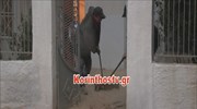 Κόρινθος: Πλημμύρισαν σπίτια στο Ξυλόκαστρο