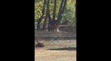 Διάσωση 27χρονου άντρα στην Εύβοια