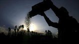 Αγροτικές εργασίες στη Σριναγκάρ