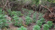 Καλαμάτα: Εντοπίστηκε φυτεία με 236 δενδρύλλια κάνναβης