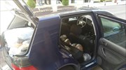 Κοζάνη: Μετέφεραν με αυτοκίνητο 58 κιλά κάνναβης