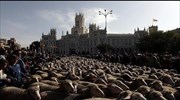 Ισπανία: Παρέλαση από πρόβατα στο κέντρο της Μαδρίτης