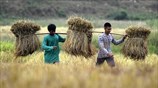 Αγροτικές εργασίες στο Γουβαχάτι