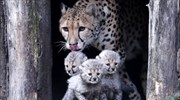 Νεογέννητοι γατόπαρδοι στον ζωολογικό κήπο του Μύνστερ