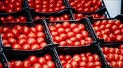 Πειραιάς: Κατασχέθηκαν 1.540 κιλά ντομάτας