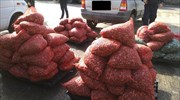 Καβάλα: Τρεις συλλήψεις για 2,1 τόνους ακατάλληλων οστράκων