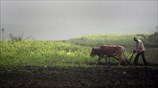 Αγροτικές εργασίες στο Γουβαχάτι