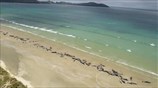 Περίπου 150 μαυροδέλφινα ξεβράστηκαν σε ακτή στη Νεα Ζηλανδία